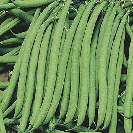 French Beans