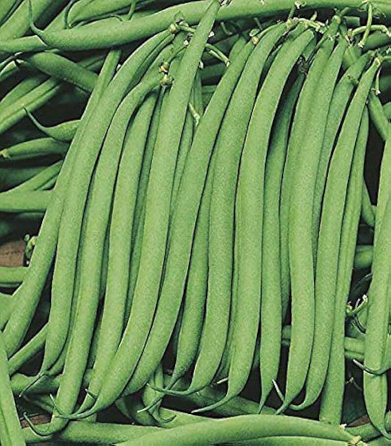 French Beans