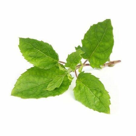 Holy Basil (Tulsi)