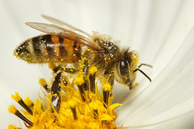 Honey Bee Pollen (75 gm)
