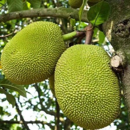 Jackfruit (Kathal)