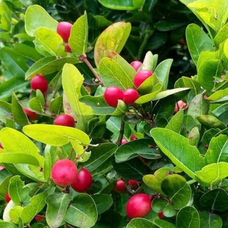 Karonda (Carandas Plum)