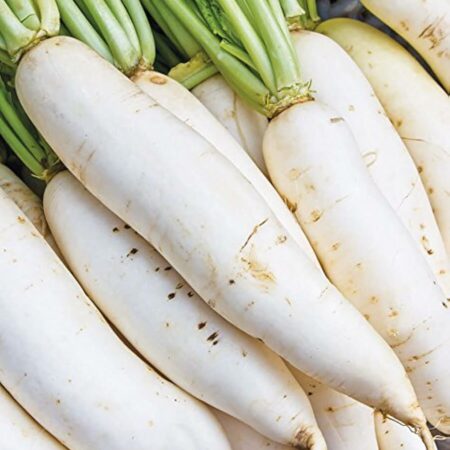 Radish