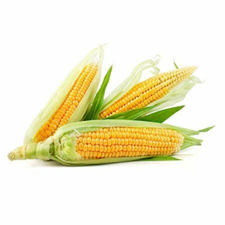 Sweet Corn Cob